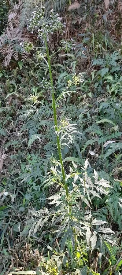 Tropical burnweed (Erechtites valerianifolius, Prodr. 6: 295 (1838))