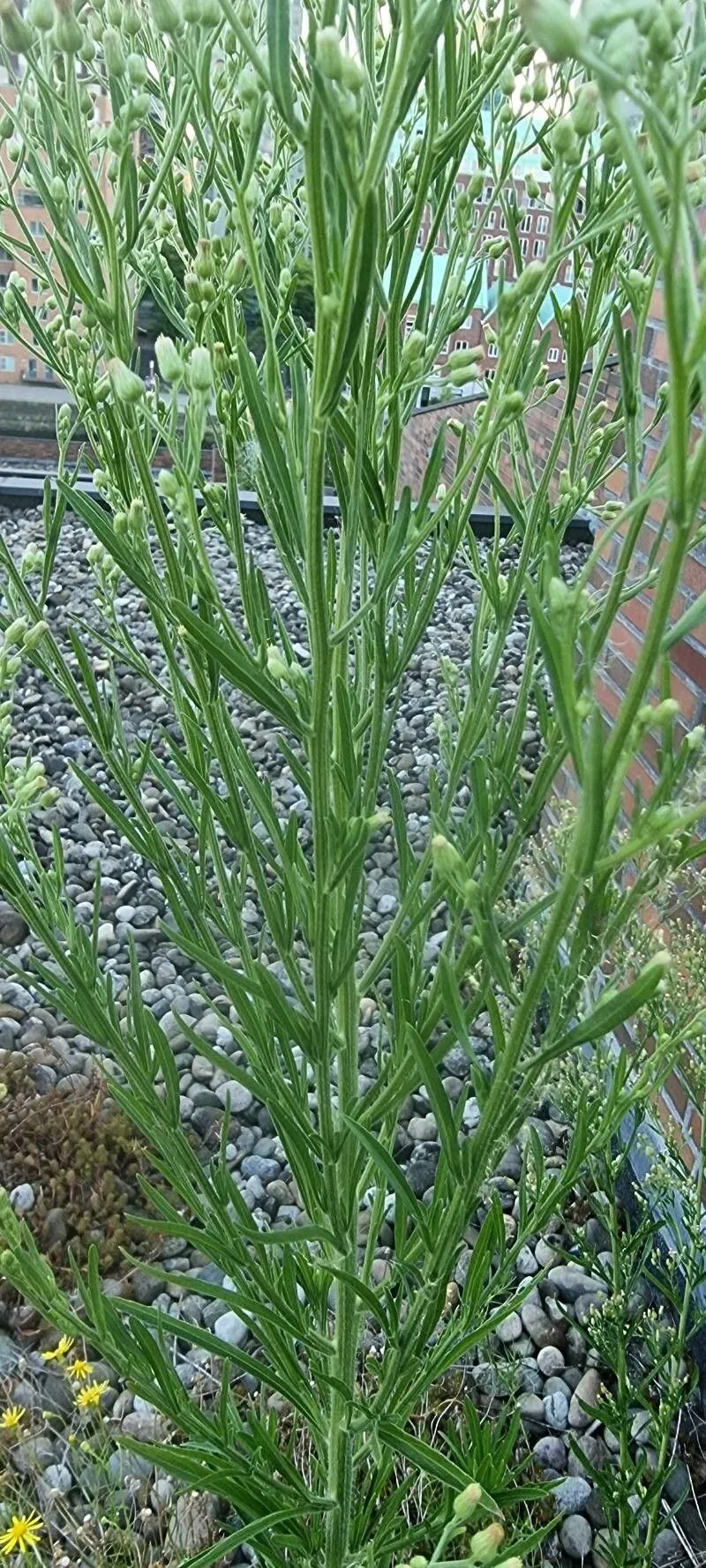 Broom baccharis (Baccharis sarothroides, Proc. Amer. Acad. Arts 17: 211 (1882))