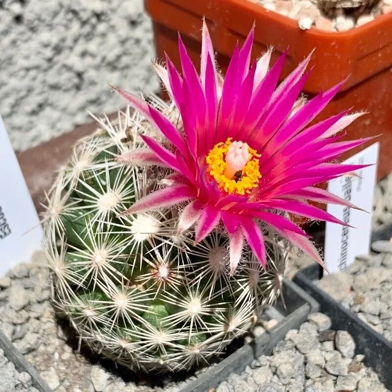 Beehive cactus (Escobaria vivipara, Oesterr. Bot. Z. 98: 78 (1951))