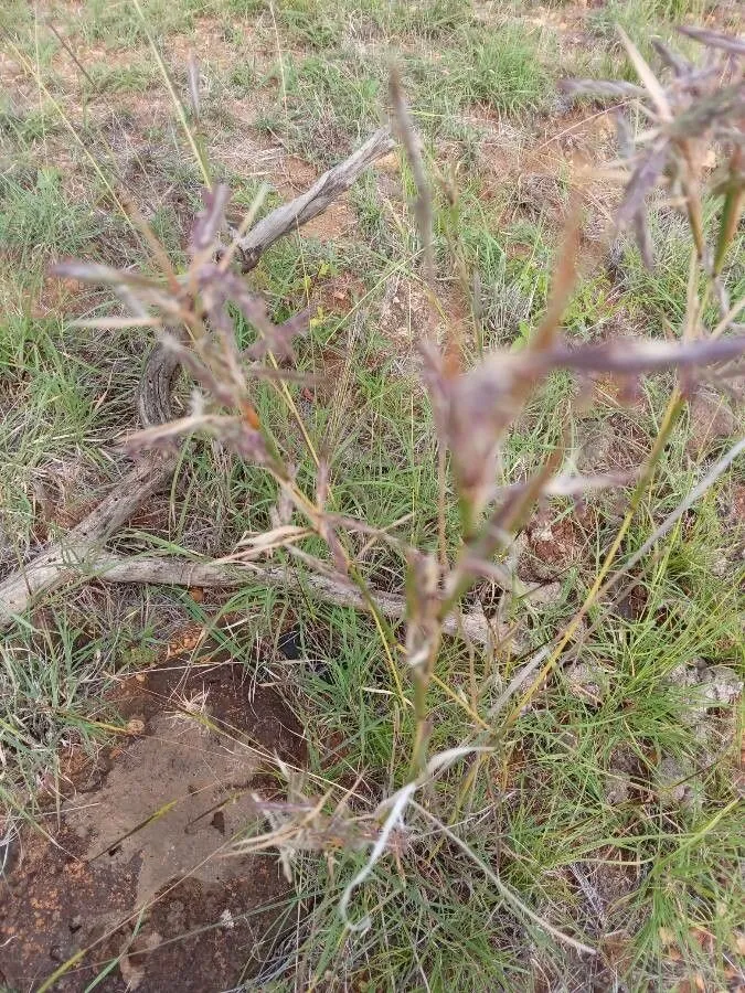 Tambookie grass (Hyparrhenia filipendula, D.Oliver & auct. suc. (eds.), Fl. Trop. Afr. 9: 322 (1919))