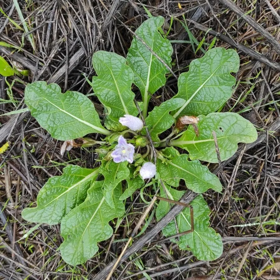 Mandrake (Mandragora officinarum, Sp. Pl.: 181 (1753))