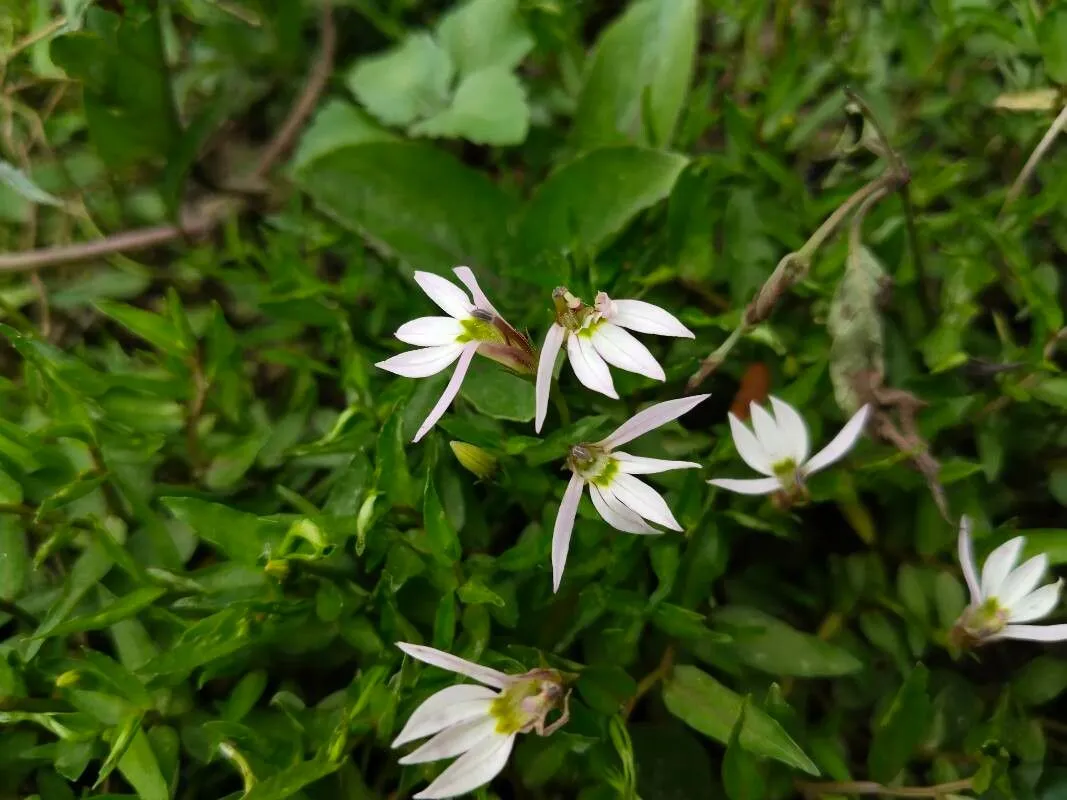 Chinese lobelia (Lobelia chinensis, Fl. Cochinch.: 514 (1790))