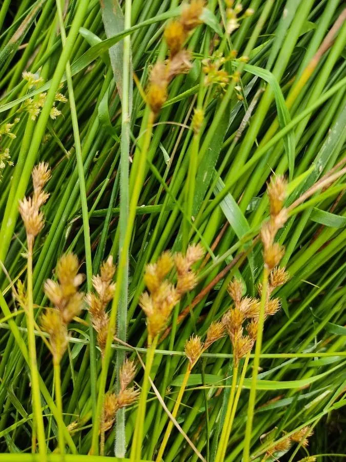 Oval sedge (Carex leporina, Sp. Pl.: 973 (1753))