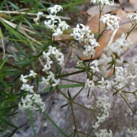 Slender bedstraw (Galium pumilum, Prodr. Stirp. Gott.: 44 (1770))