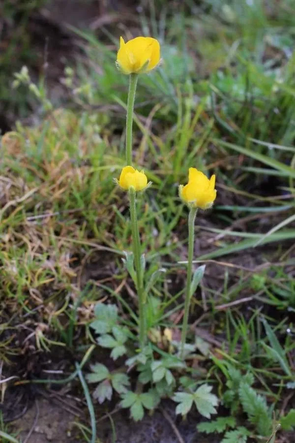 Jersey buttercup (Ranunculus paludosus, Voy. Barbarie 2: 184 (1789))