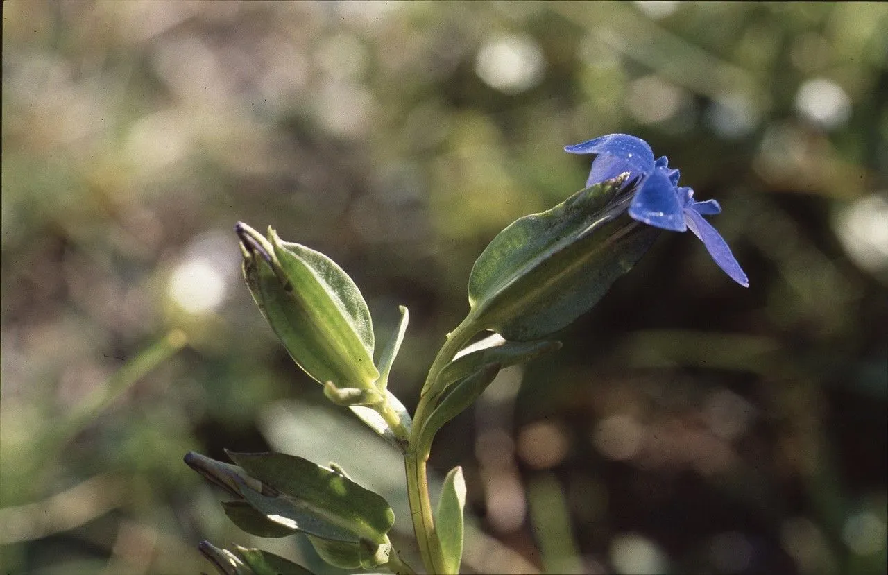 Bladder gentian (Gentiana utriculosa, Sp. Pl.: 229 (1753))