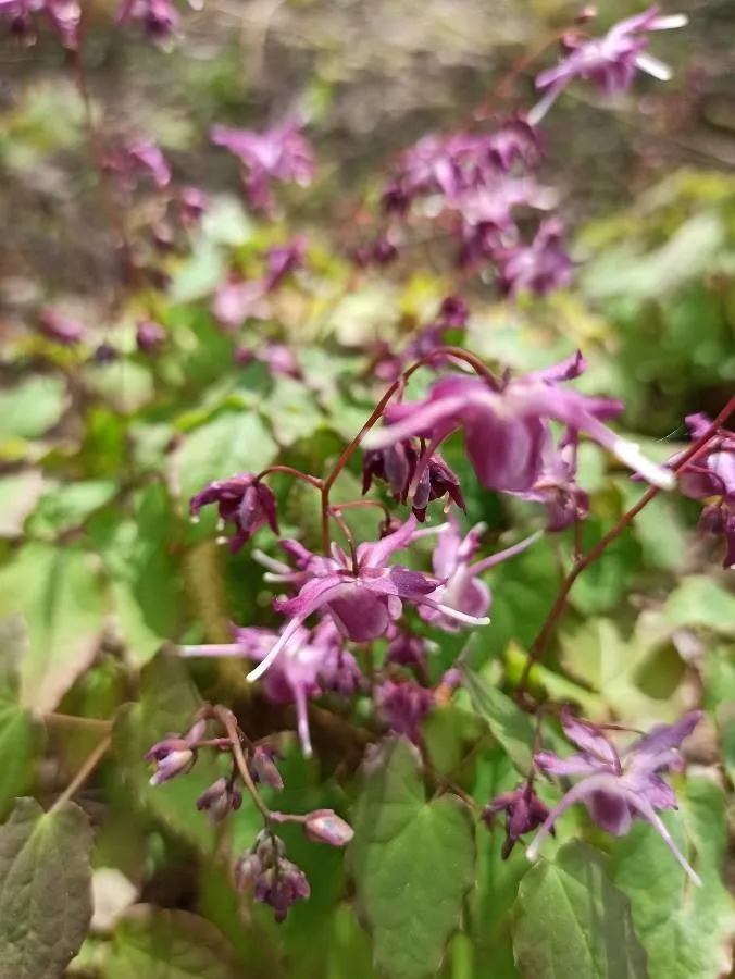 Barrenwort (Epimedium grandiflorum, Hort. Belge 2: 141 (1834))