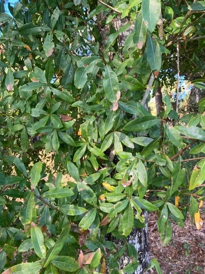 Laurel oak (Quercus laurifolia, Hist. Chênes Amér.: 17 (1801))