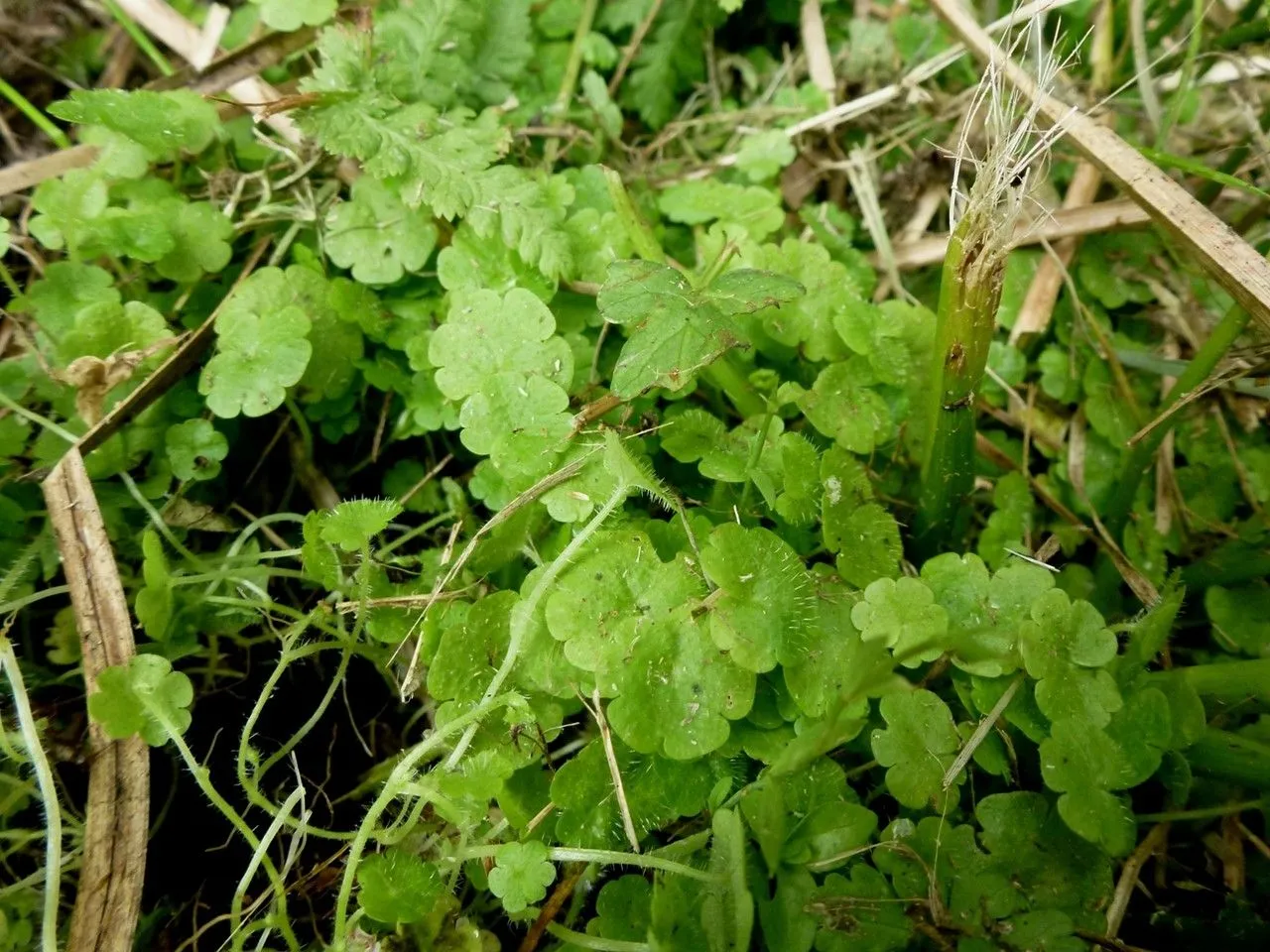 Cornish moneywort (Sibthorpia europaea, Sp. Pl.: 631 (1753))