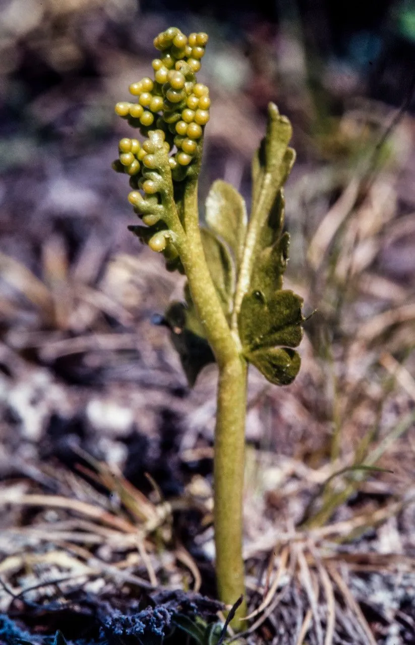 Northern moonwort (Botrychium boreale, Bot. Zeitung (Berlin) 15: 880 (1857))