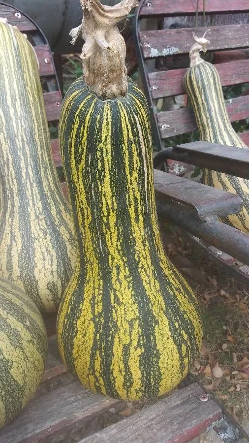 Cushaw (Cucurbita argyrosperma, Nursery Cat. (Charles Huber Bros. and Co.) 1867(Cat. Graines): 8 (1867))