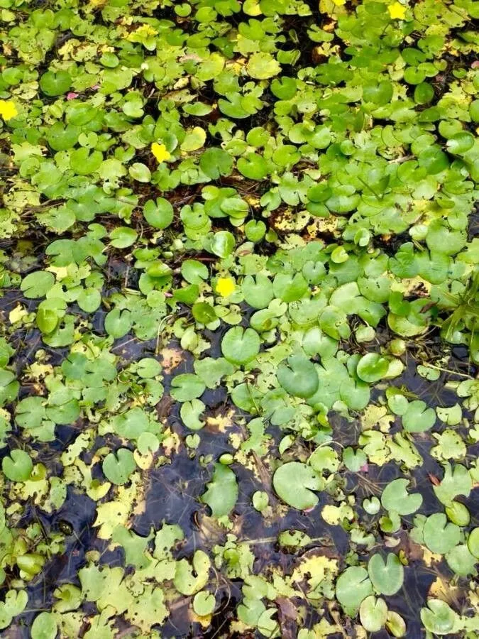 Yellow floatingheart (Nymphoides peltata, Revis. Gen. Pl. 2: 429 (1891))