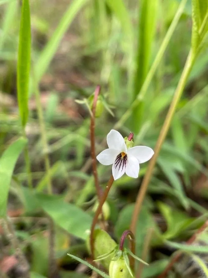 Bog white violet (Viola lanceolata, Sp. Pl.: 934 (1753))