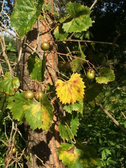 Muscadine grape (Vitis rotundifolia, Fl. Bor.-Amer. 2: 231 (1803))