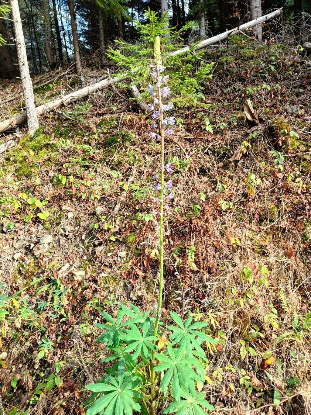 Sundial lupine (Lupinus perennis, Sp. Pl.: 721 (1753))