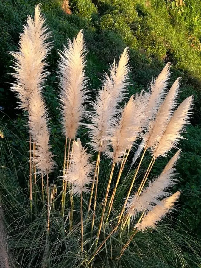 Pampas-grass (Cortaderia selloana, Syn. Mitteleur. Fl. 2(1): 325 (1900))