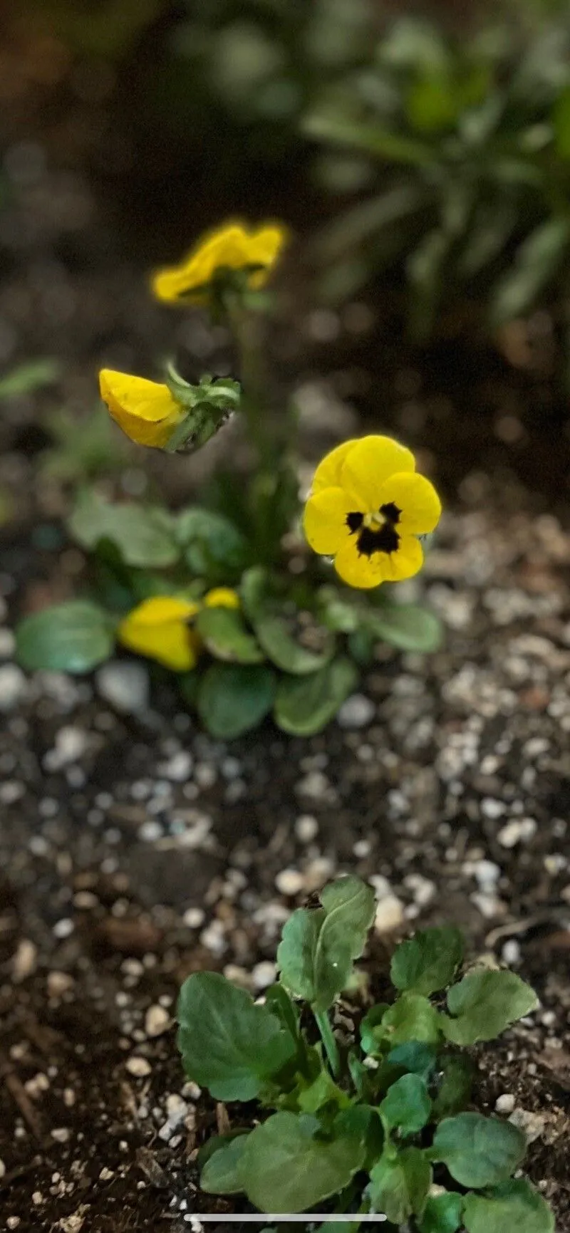 California golden violet (Viola pedunculata, Fl. N. Amer. 1: 141 (1838))