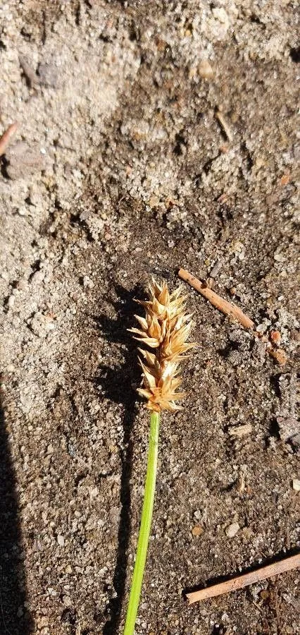 Hood’s sedge (Carex hoodii, W.J.Hooker, Fl. Bor.-Amer. 2: 211 (1839))