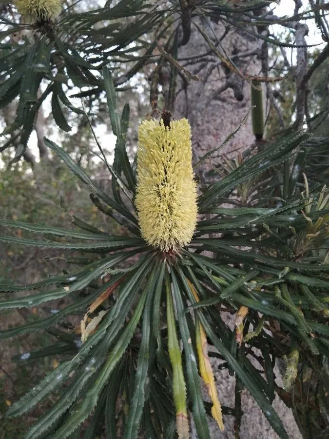 Coast banksia (Banksia attenuata, Trans. Linn. Soc. London 10:209. 1810 Feb (Nat. order Proteac.); Prodr. 395. 1810 Apr)