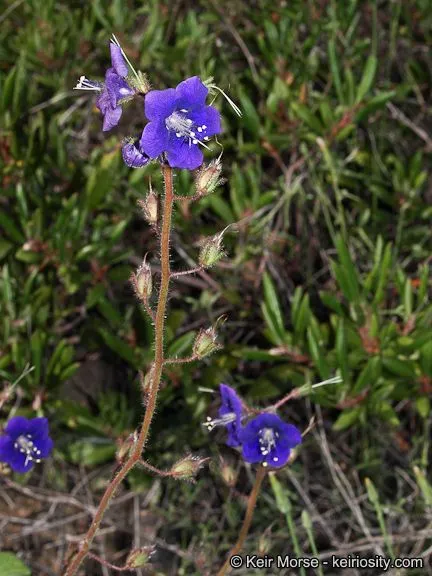 Parry’s phacelia (Phacelia parryi, W.H.Emory, Rep. U.S. Mex. Bound. 2(1): 143 (1858))