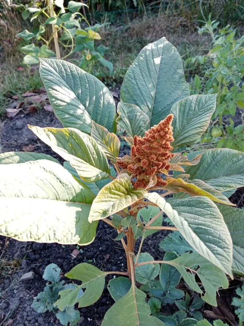 Prince’s-feather (Amaranthus hypochondriacus, Sp. Pl.: 991 (1753))