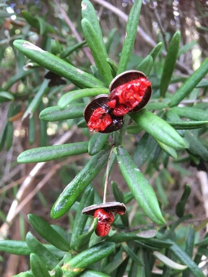 Tallowwood (Pittosporum bicolor, J. Bot. (Hooker) 1: 249 (1834))