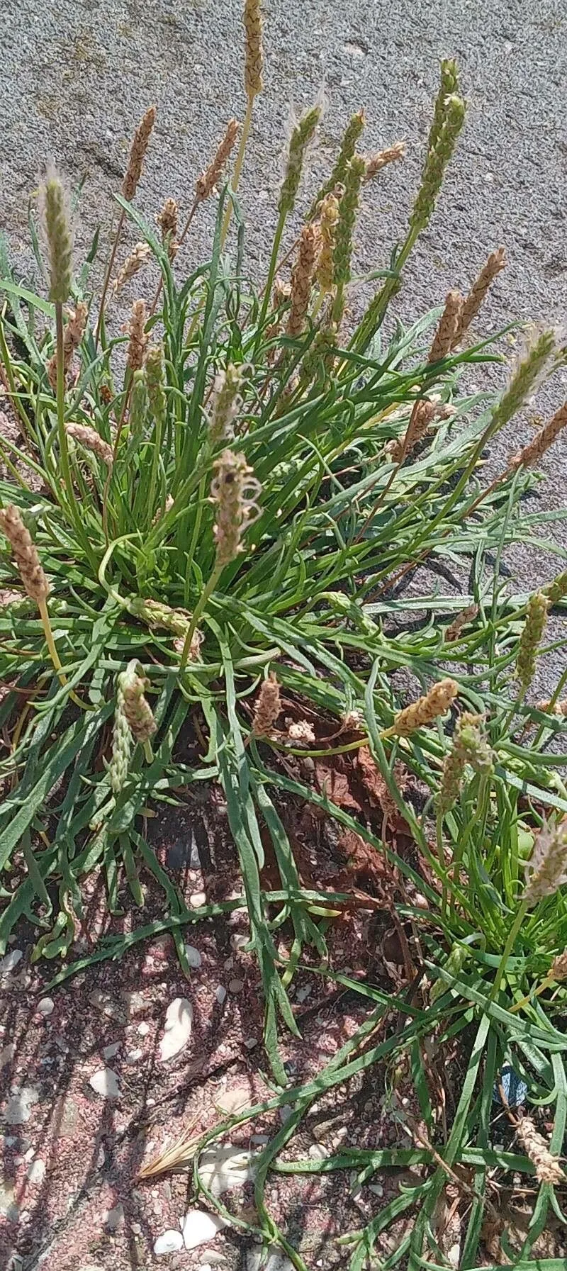 Buck’s-horn plantain (Plantago coronopus, Sp. Pl.: 115 (1753))