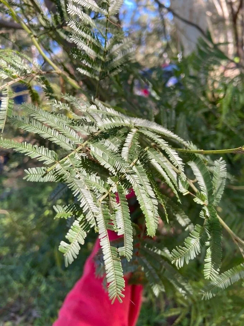 Sydney green wattle (Acacia parramattensis, Contr. New South Wales Natl. Herb. 3: 127 (1962))