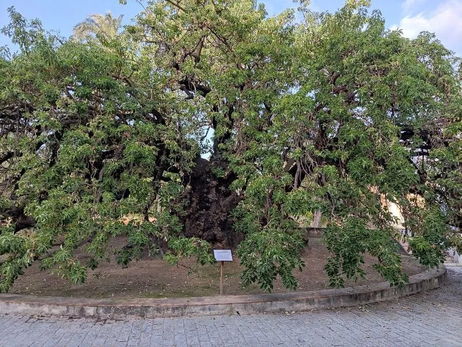 Umbratree (Phytolacca dioica, Sp. pl. ed. 2, 1:632. 1762)