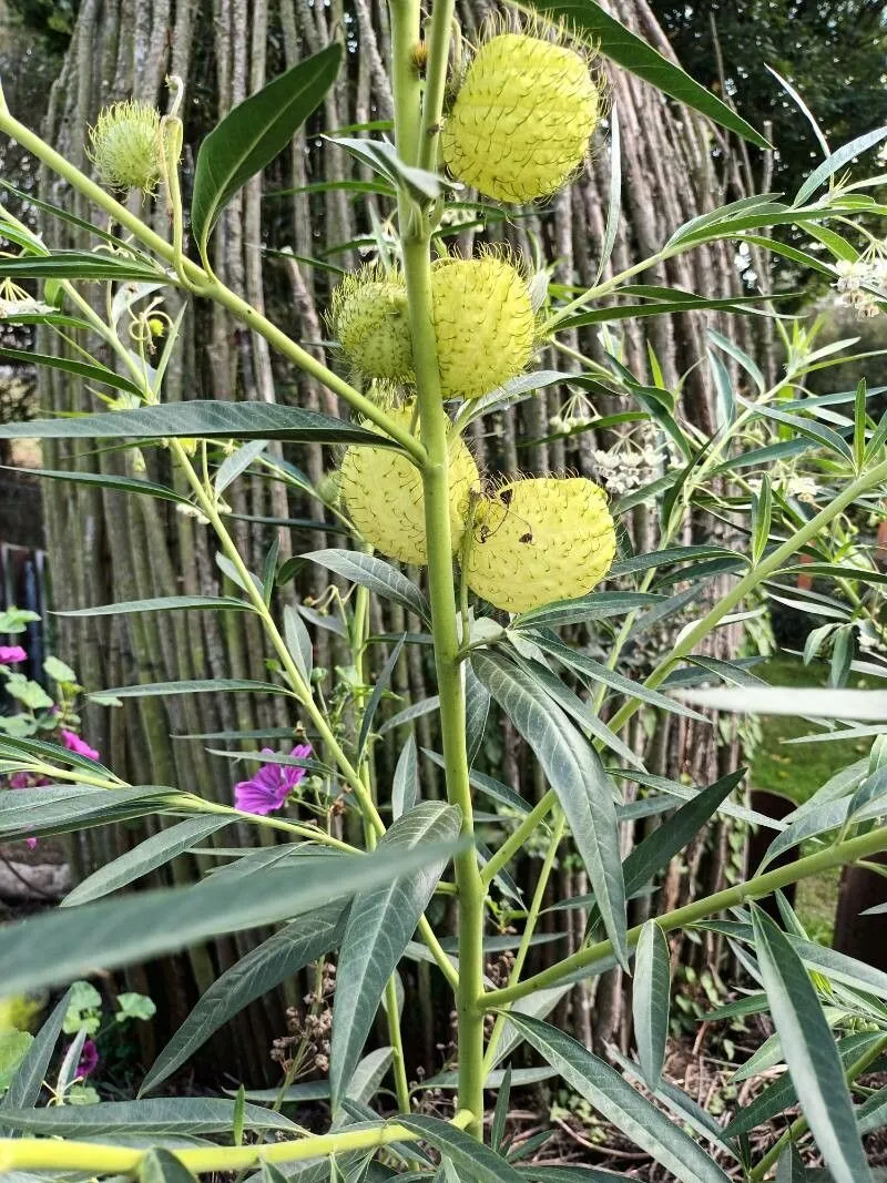 Balloon cotton bush (Gomphocarpus physocarpus, Comm. Pl. Afr. Austr.: 202 (1838))