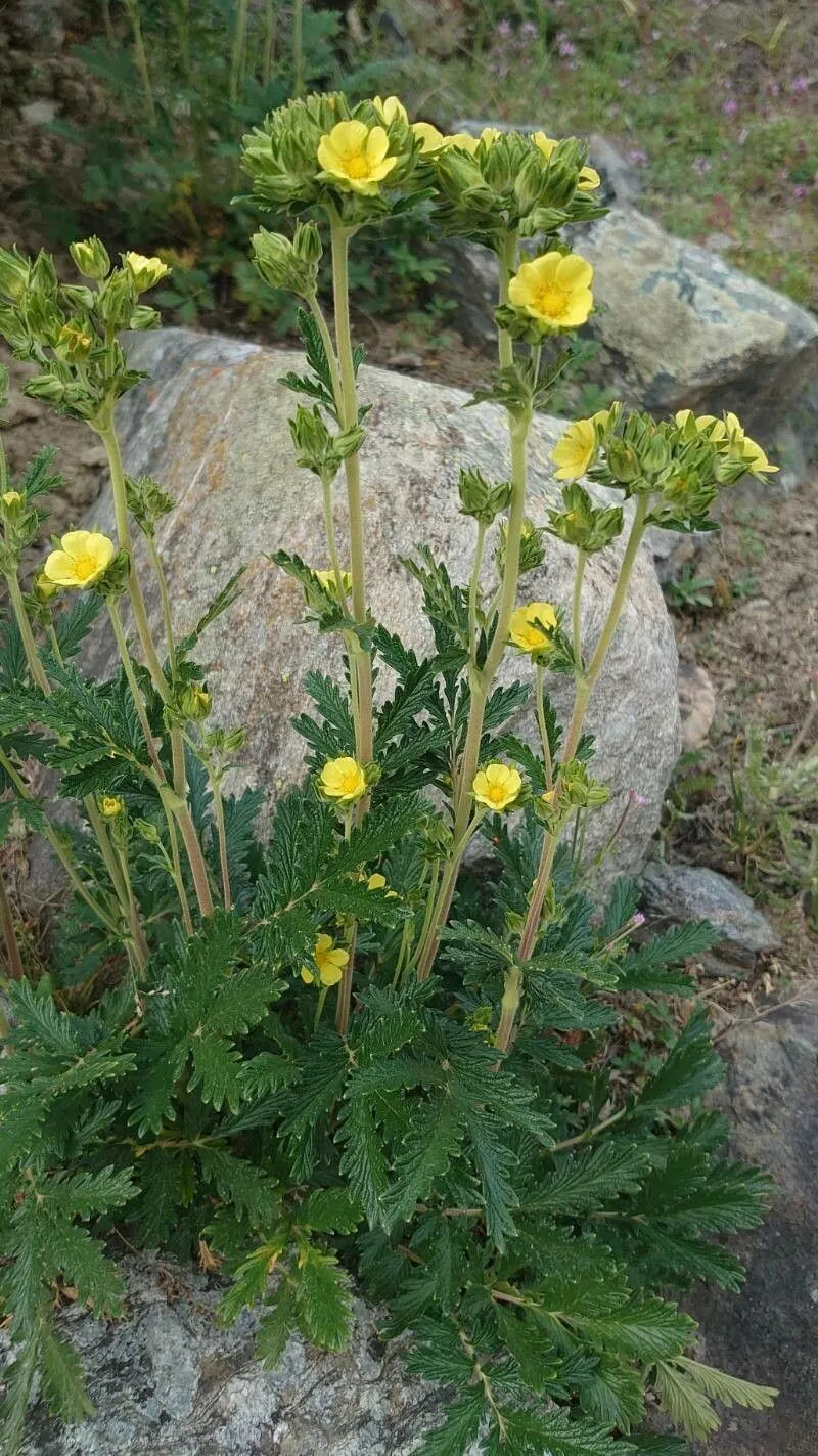 Pennsylvania cinquefoil (Potentilla pensylvanica, Mant. Pl. 1: 76 (1767))