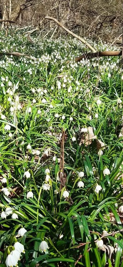 Spring snowflake (Leucojum vernum, Sp. Pl.: 289 (1753))