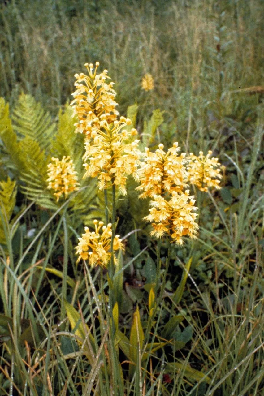 Yellow fringed orchid (Platanthera ciliaris, Gen. Sp. Orchid. Pl.: 292 (1835))