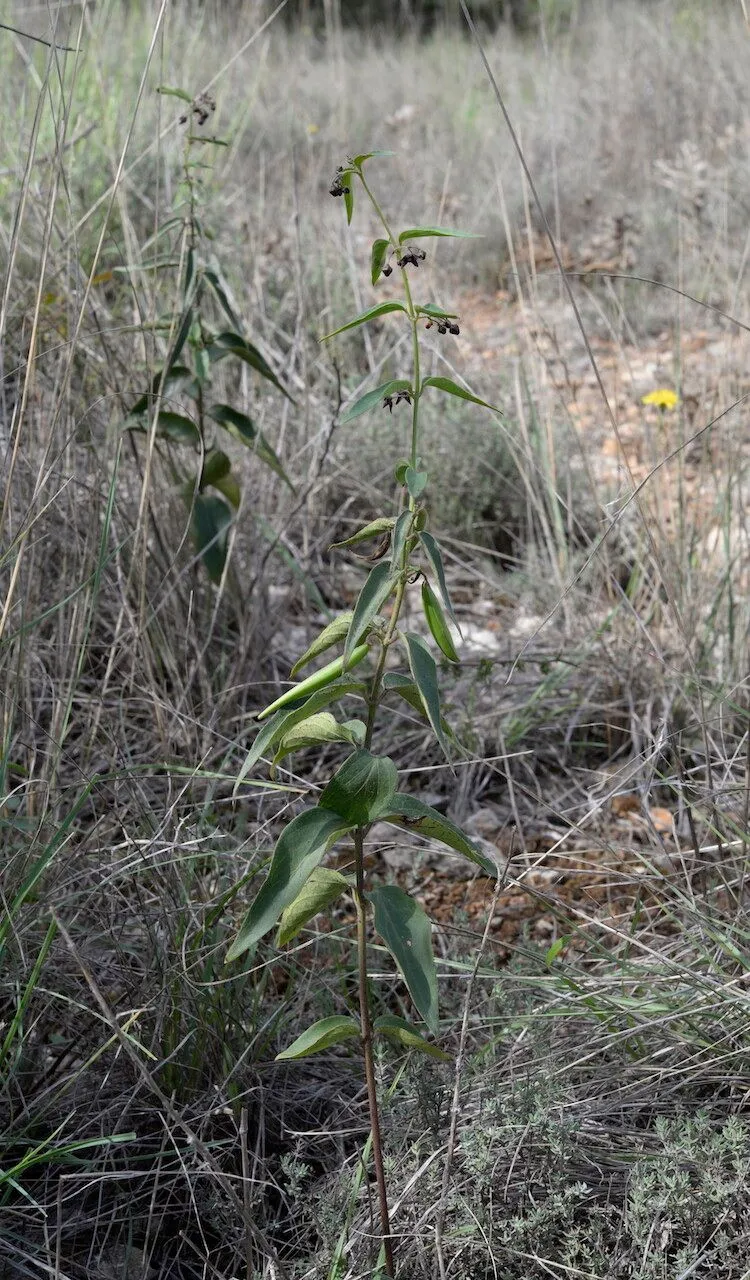 Black swallowwort (Vincetoxicum nigrum, Suppl. Meth.: 313 (1802))