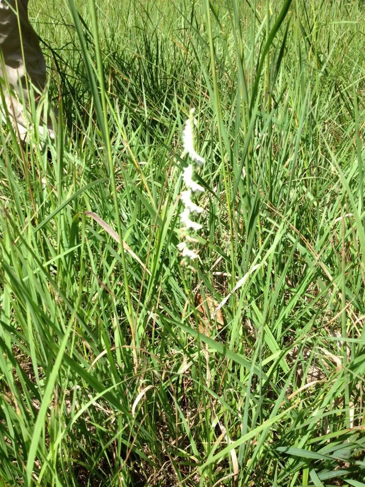 Northern slender lady’s tresses (Spiranthes lacera, Herb. Raf.: 44 (1833))