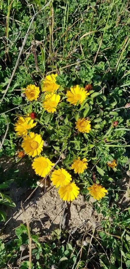 Golden coin daisy (Pallenis maritima, Fl. Medit. 7: 47 (1997))