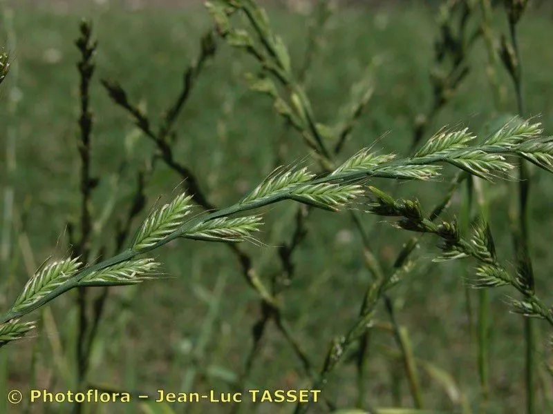 Flax-field ryegrass (Lolium remotum, Baier. Fl. 1: 382 (1789))