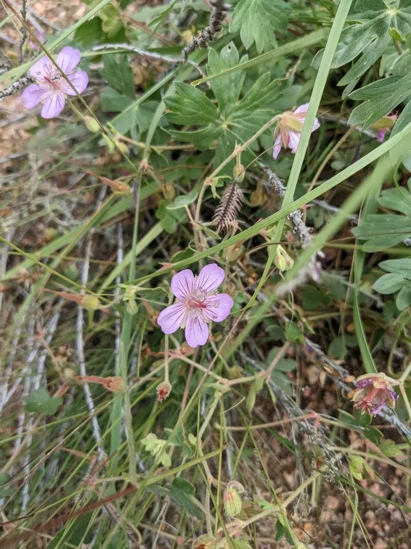 Sticky geranium (Geranium viscosissimum, Index Seminum (LE, Petropolitanus) 11(Suppl.): 18 (1846))