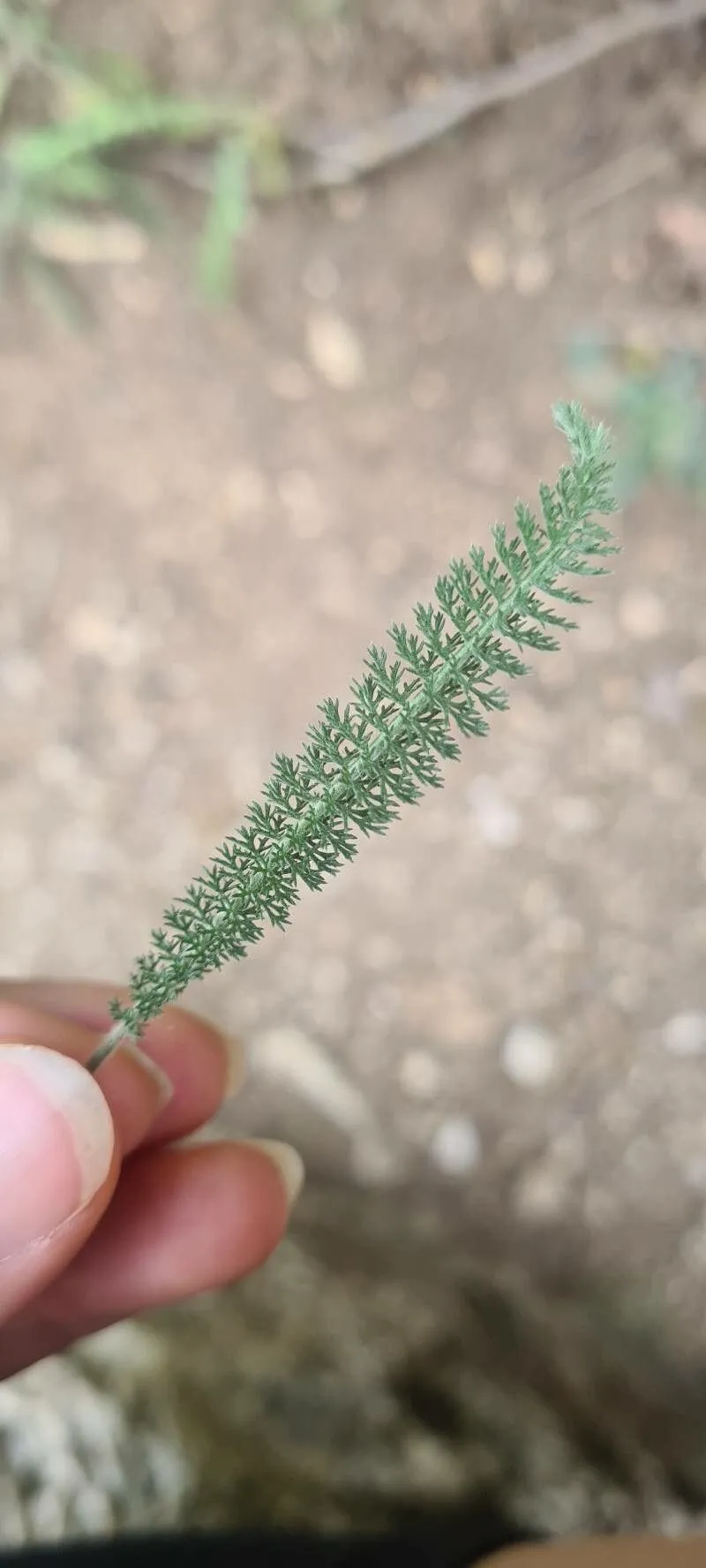 Bristly yarrow (Achillea setacea, Descr. Icon. Pl. Hung. 1: 82 (1802))