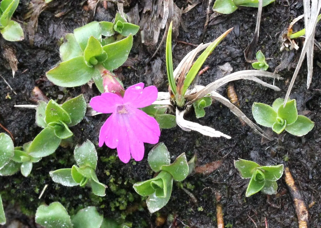 Entire-leaved primrose (Primula integrifolia, Sp. Pl.: 144 (1753))