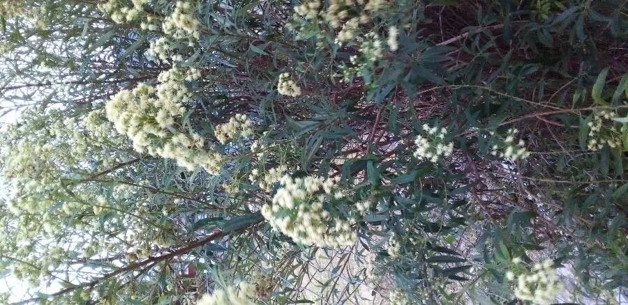 Alecrim (Baccharis dracunculifolia, Prodr. 5: 421 (1836))