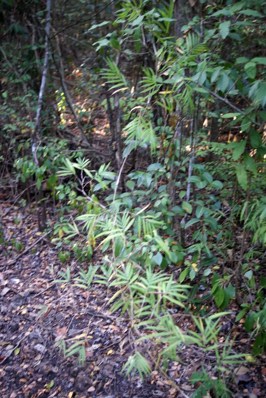 Smallcane (Lasiacis divaricata, Contr. U.S. Natl. Herb. 15: 16 (1910))