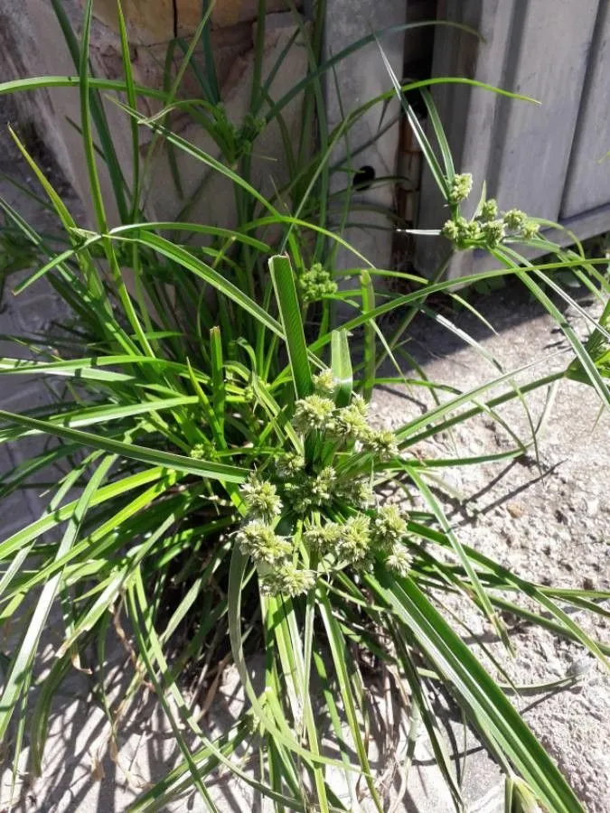 Umbrella sedge (Cyperus eragrostis, Tabl. Encycl. 1: 146 (1791))