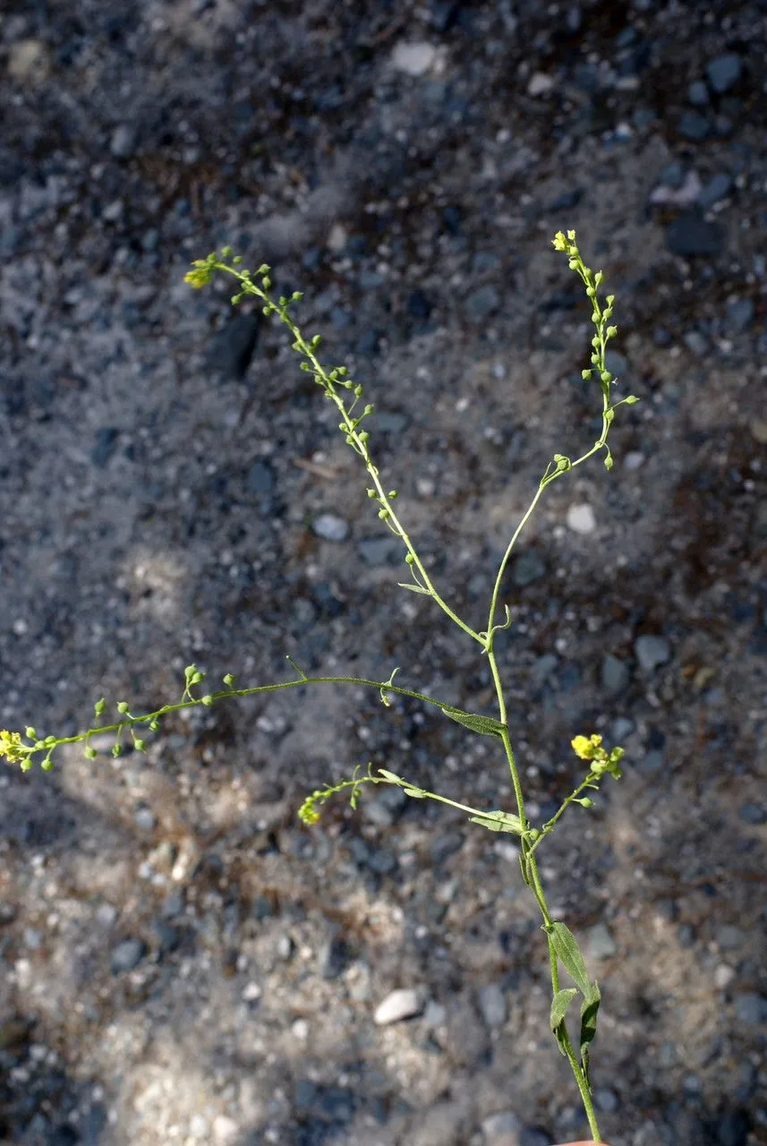 Ball mustard (Neslia paniculata, J. Bot. Agric. 3: 162 (1815))