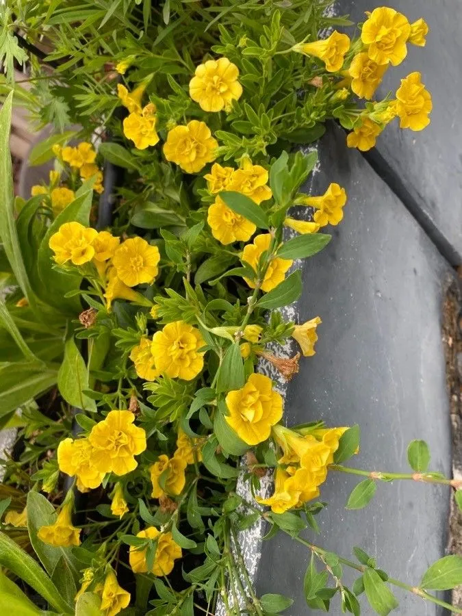 Seaside petunia (Calibrachoa parviflora, Phytologia 67: 465 (1989))