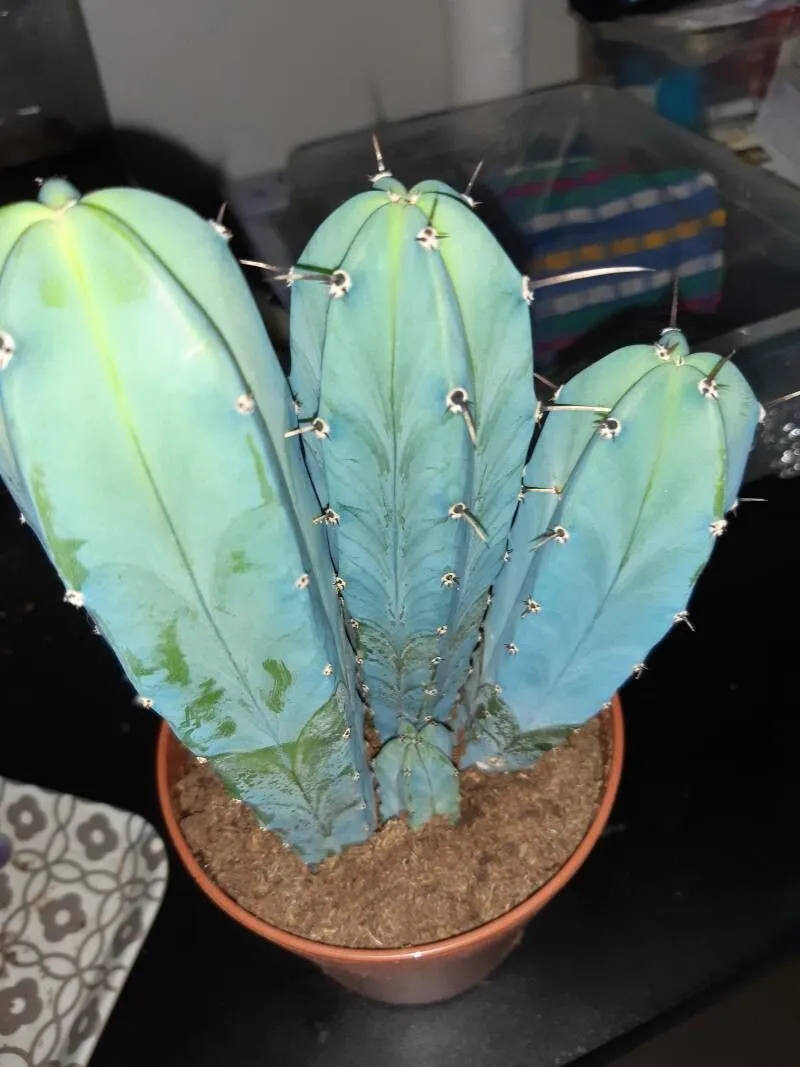 Blue myrtle-cactus (Myrtillocactus geometrizans, Boll. Reale Orto Bot. Palermo 1: 10 (1897))