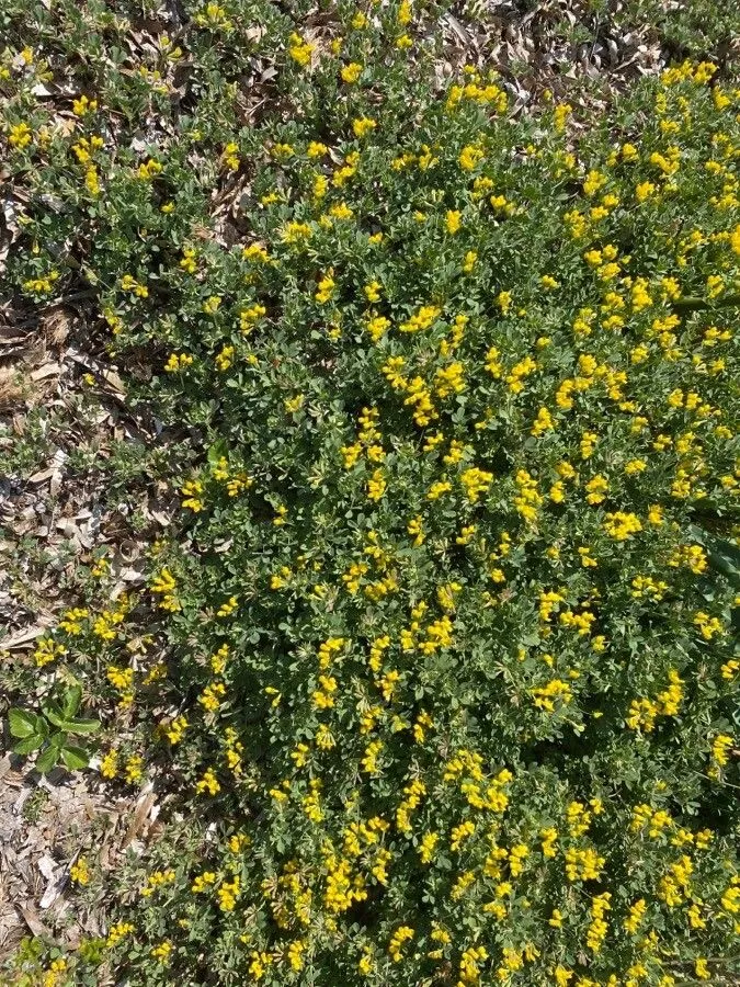 Grey bird’s-foot-trefoil (Lotus cytisoides, Sp. Pl.: 776 (1753))