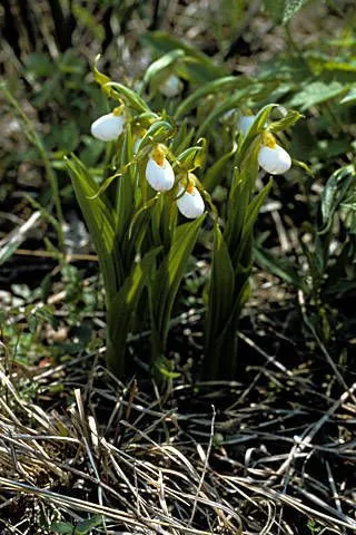 White lady’s-slipper (Cypripedium candidum, Sp. Pl., ed. 4, 4: 142 (1805))