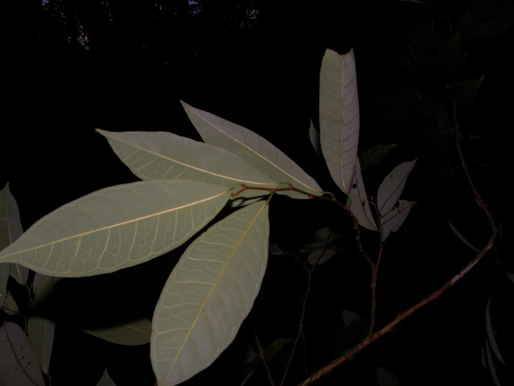 Guiana brosimum (Brosimum guianense, Bol. Mus. Goeldi Hist. Nat. Ethnogr. 7: 172 (1913))