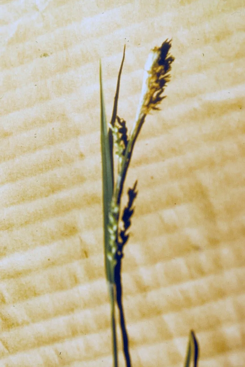 Broad looseflower sedge (Carex laxiflora, Encycl. 3: 378 (1792))